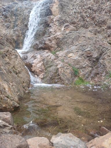 عکس تینمو سفلی