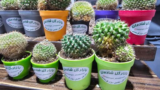 عکس بازار گل شادمان