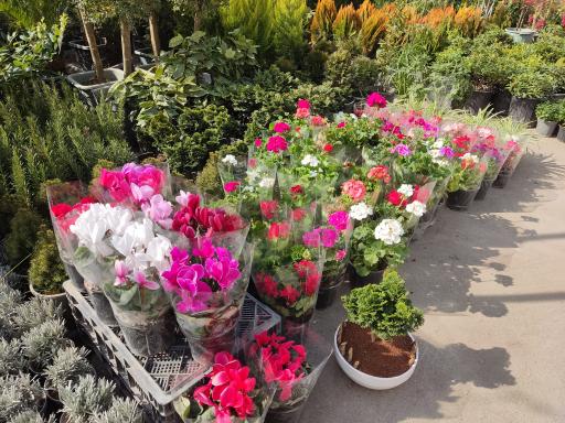 عکس بازار گل شادمان