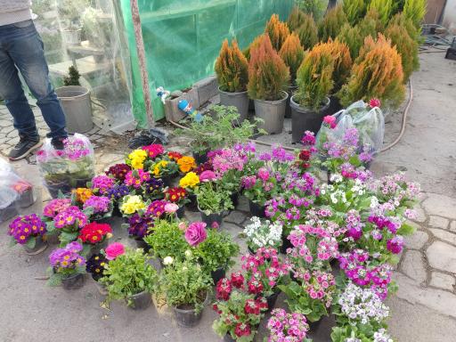 عکس بازار گل شادمان