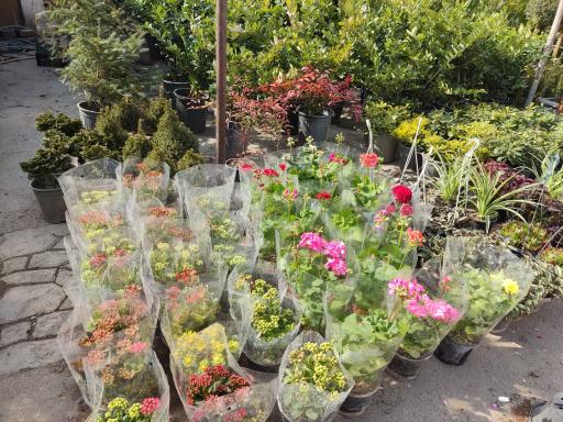 عکس بازار گل شادمان