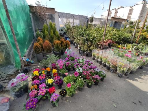 عکس بازار گل شادمان