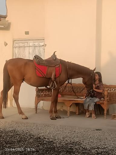 عکس باشگاه سوارکاری راگا