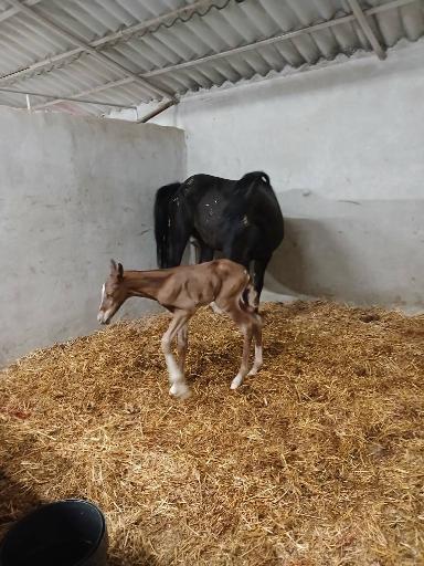 عکس باشگاه سوارکاری راگا