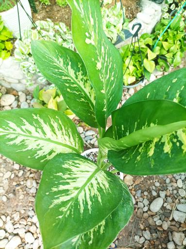 عکس دهکده گل و گیاه نارسیس