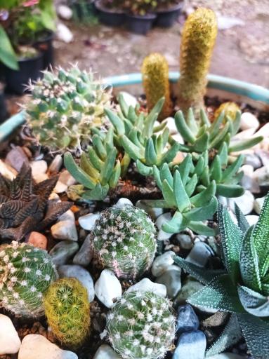 عکس دهکده گل و گیاه نارسیس