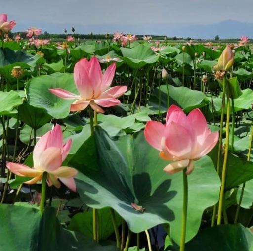 عکس قایق سواری میثم