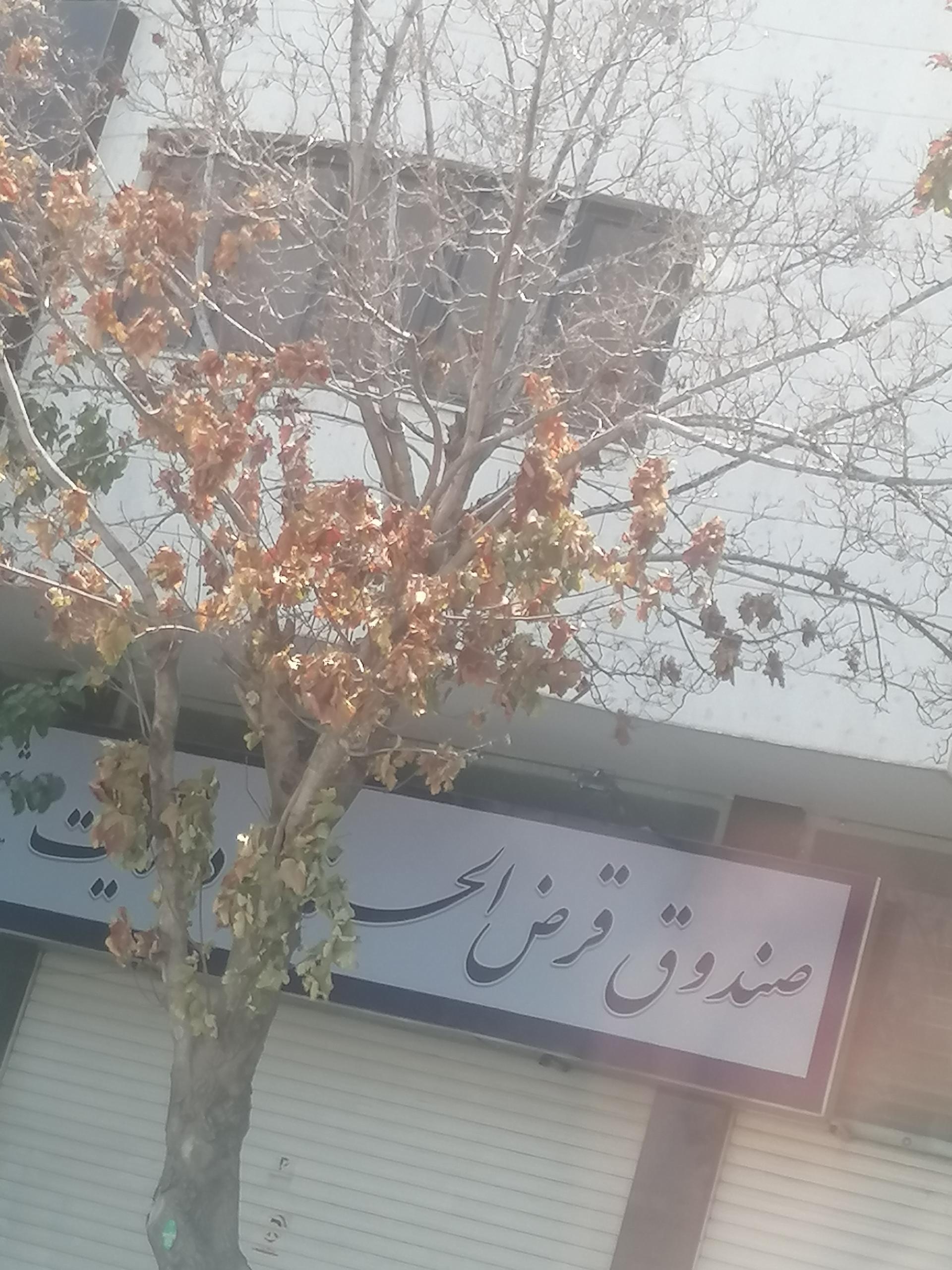 عکس صندوق قرض الحسنه امداد ولایت