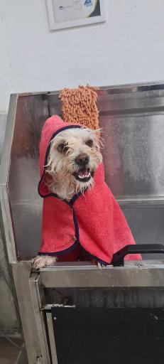 عکس دامپزشکی و پت شاپ ژیوانا