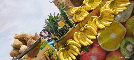 عکس نمایندگی موز 