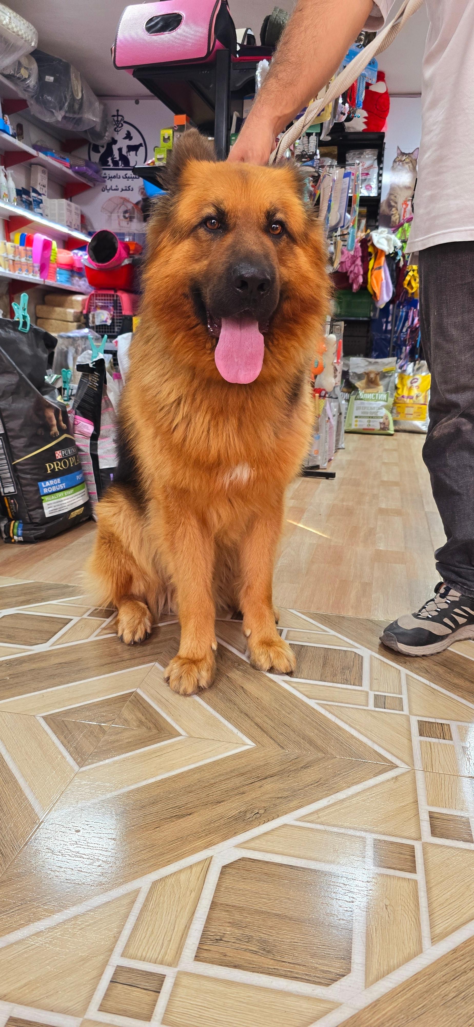 عکس دامپزشکی و پت شاپ ژیوانا