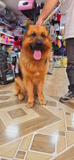 عکس دامپزشکی و پت شاپ ژیوانا