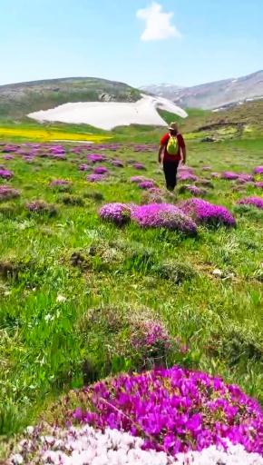 عکس لپاسر