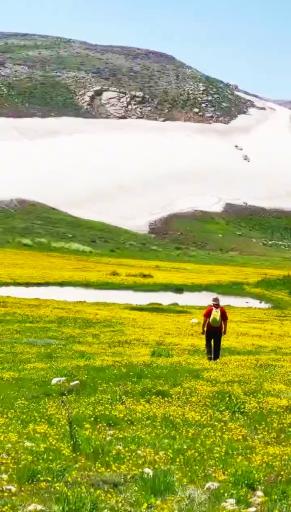 عکس لپاسر