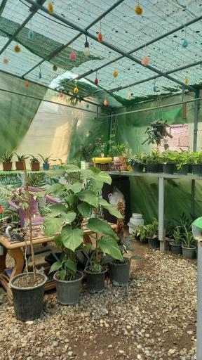 گلخانه ماه عسل