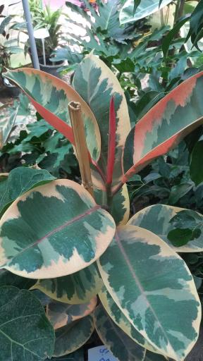 عکس گلخانه ماه عسل