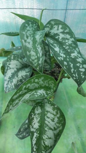 عکس گلخانه ماه عسل