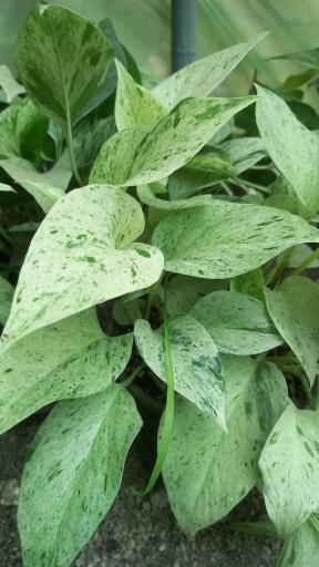 عکس گلخانه ماه عسل