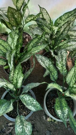 عکس گلخانه ماه عسل