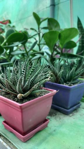 عکس گلخانه ماه عسل