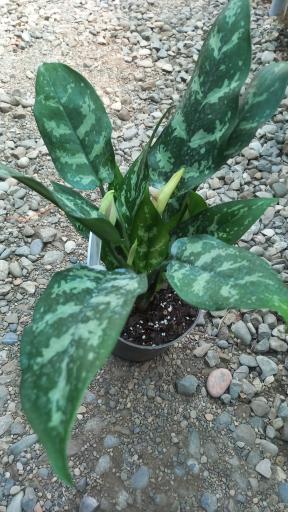 عکس گلخانه ماه عسل