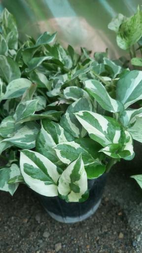 عکس گلخانه ماه عسل