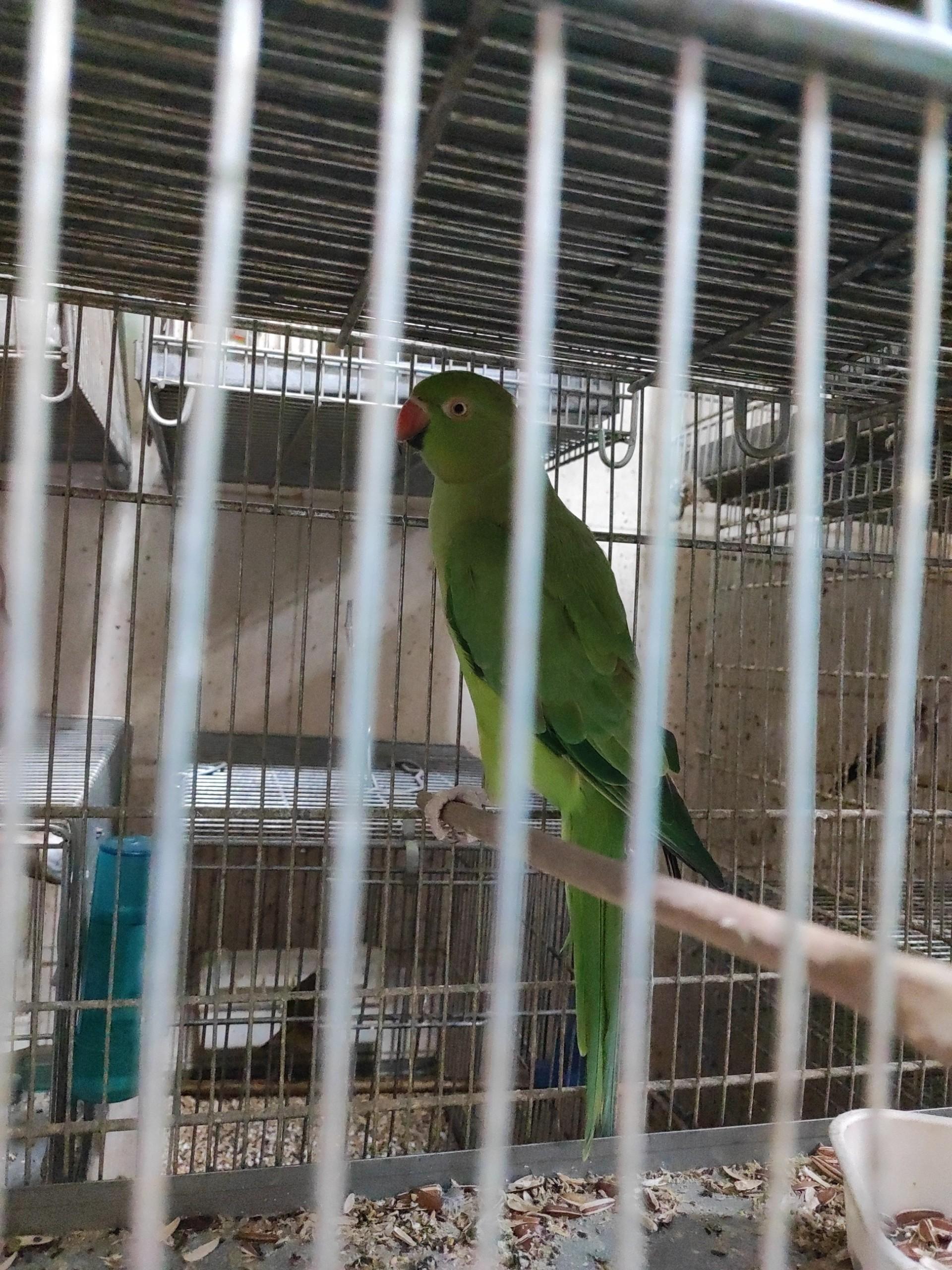 عکس فروشگاه پرنده سیمرغ بهرام