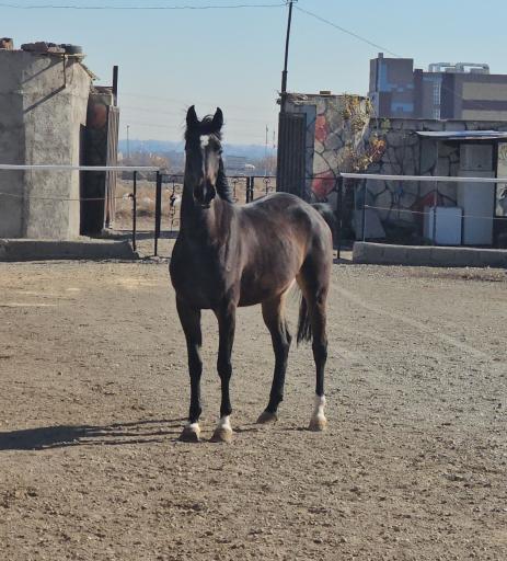 عکس باشگاه سوارکاری نعل