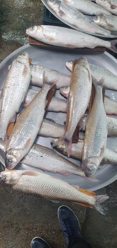 عکس بازار میوه و ماهی چالوس