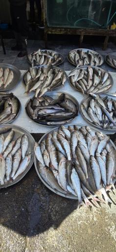 عکس بازار میوه و ماهی چالوس