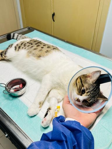 عکس کلینیک دامپزشکی نیک