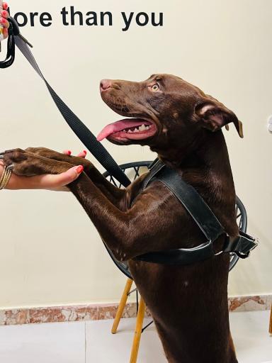 عکس کلینیک دامپزشکی نیک