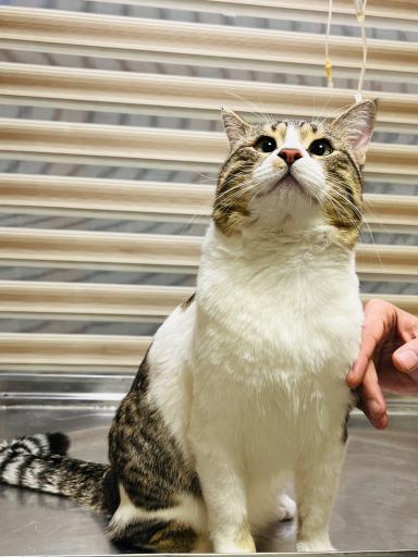 عکس کلینیک دامپزشکی نیک