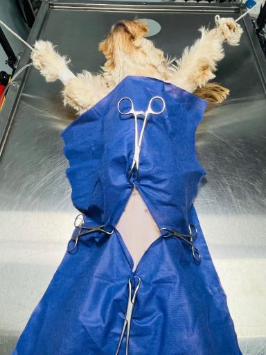 عکس کلینیک دامپزشکی نیک