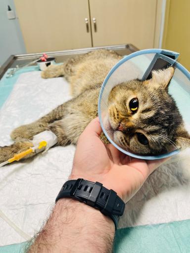 عکس کلینیک دامپزشکی نیک