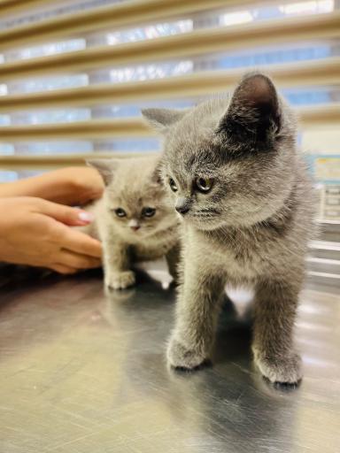 عکس کلینیک دامپزشکی نیک