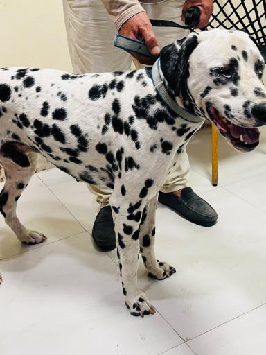 عکس کلینیک دامپزشکی نیک