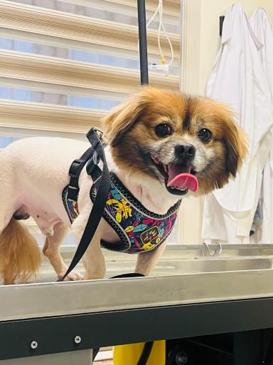 عکس کلینیک دامپزشکی نیک