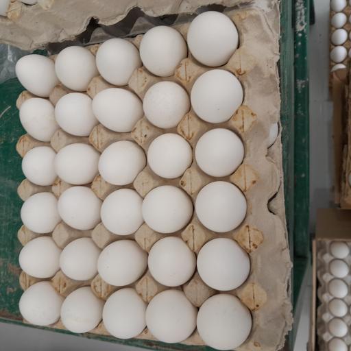 عکس مرغ و گوشت صدیقی