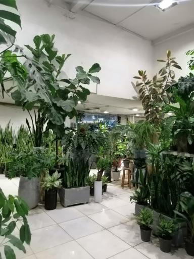 عکس گل وگیاه کمالی (شهرگل )