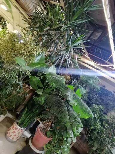 عکس گل وگیاه کمالی (شهرگل )