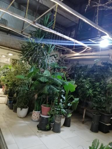 عکس گل وگیاه کمالی (شهرگل )