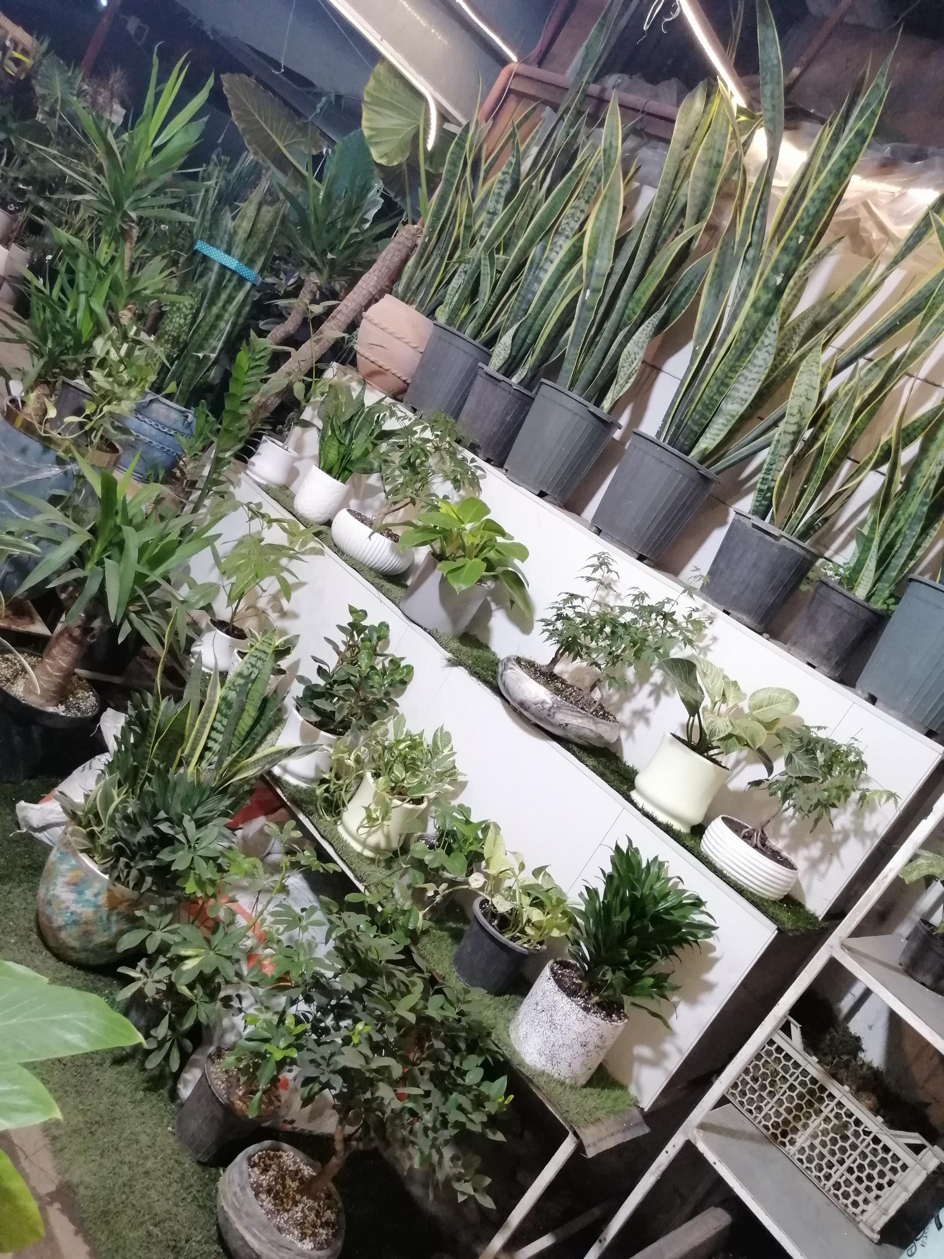 عکس گل وگیاه کمالی (شهرگل )