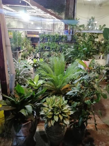 عکس گل وگیاه کمالی (شهرگل )