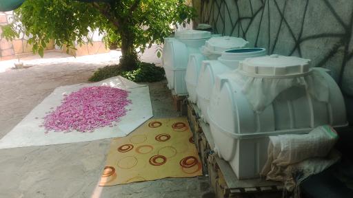 عکس گلاب سنتی معطر شمشیری 