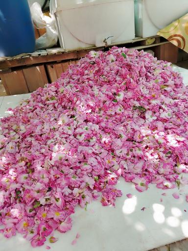 عکس گلاب سنتی معطر شمشیری 