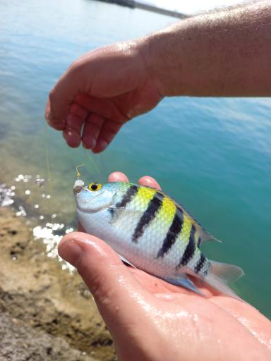 عکس اسکله (لنگرگاه) ریگو