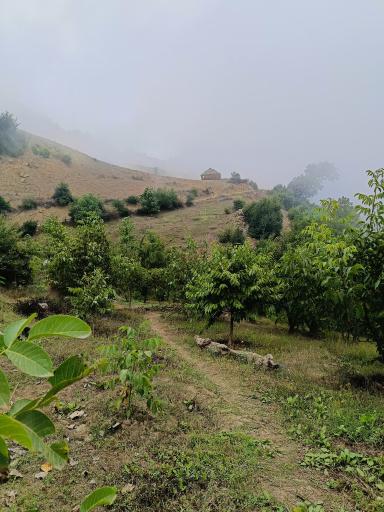 عکس ویرو