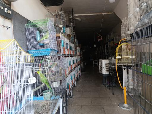 عکس پرنده فروشی سها