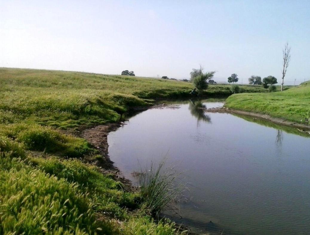 عکس سراب گلها